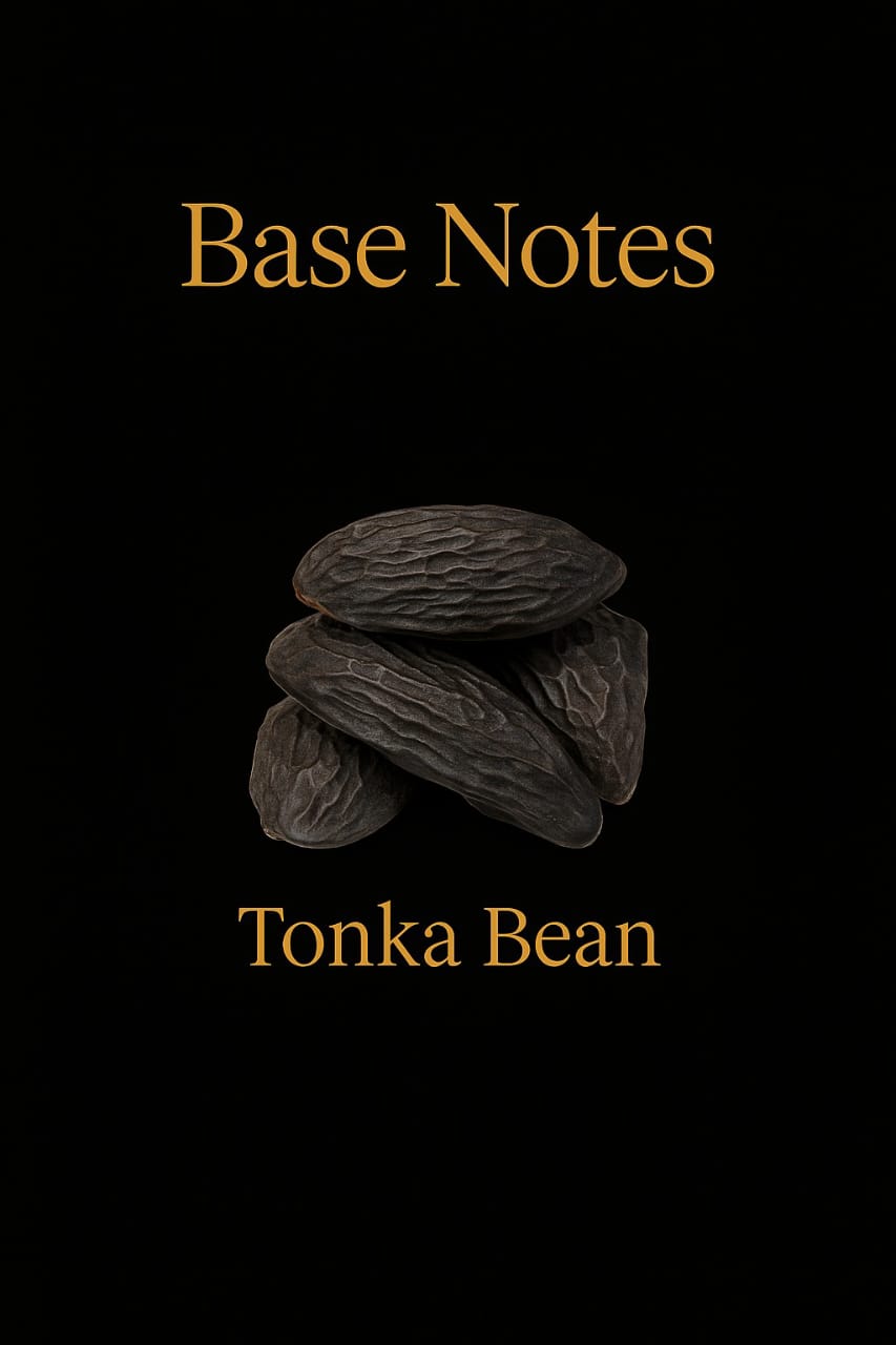 Beau alt notası